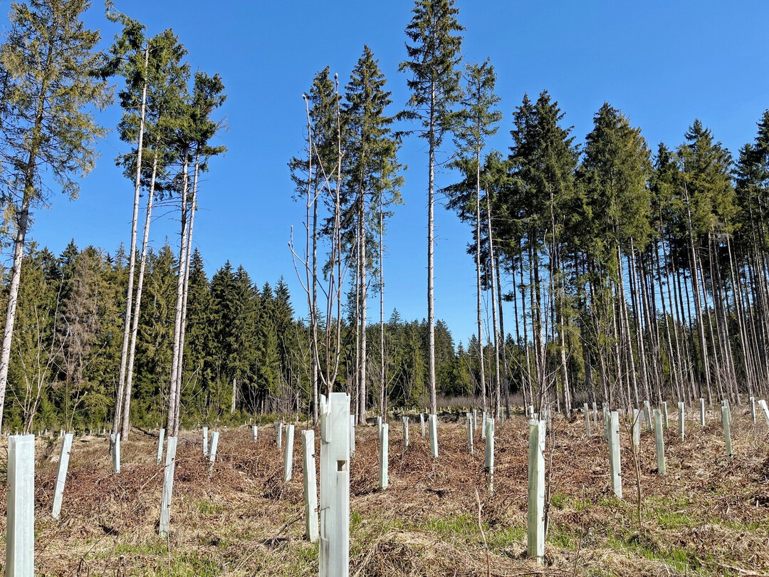 Waldumbau mit Hilfe von Neupflanzungen: Die Ergebnisse des Waldzustandsberichts 2025 zeigen insgesamt eine leichte Entspannung der Waldgesundheit. F�r die Fichte konnte nach mehreren Jahren der Stagnation wieder eine positive Entwicklung verzeichnet werden. Der Kronenzustand hat sich um 2,3 Prozent auf 26,9 Prozent verbessert.