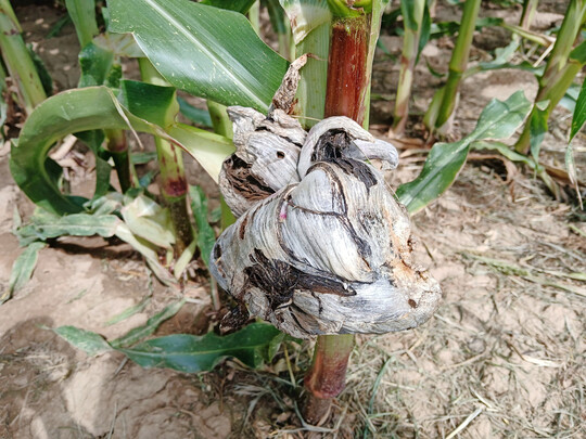 Hier ist Beulenbrand bei den LSV Orschweier zu sehen.