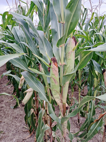 K�rnermais in den Landessortenversuchen 2025 im Kraichtal.