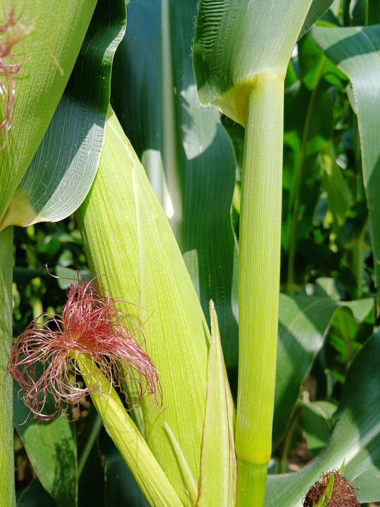 Fingerkolbigkeit, ebenfalls bei den LSV Orschweier.