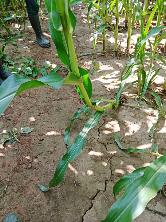 Gänsehals-Symptomatik bei Körnermaispflanzen.
