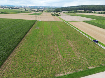 Wirkung der Einnetzung von Kartoffeln 2025 auf dem Betrieb Escher – An den beiden satter grünen Flächen in der Mitte lag jeweils ein Netz auf.