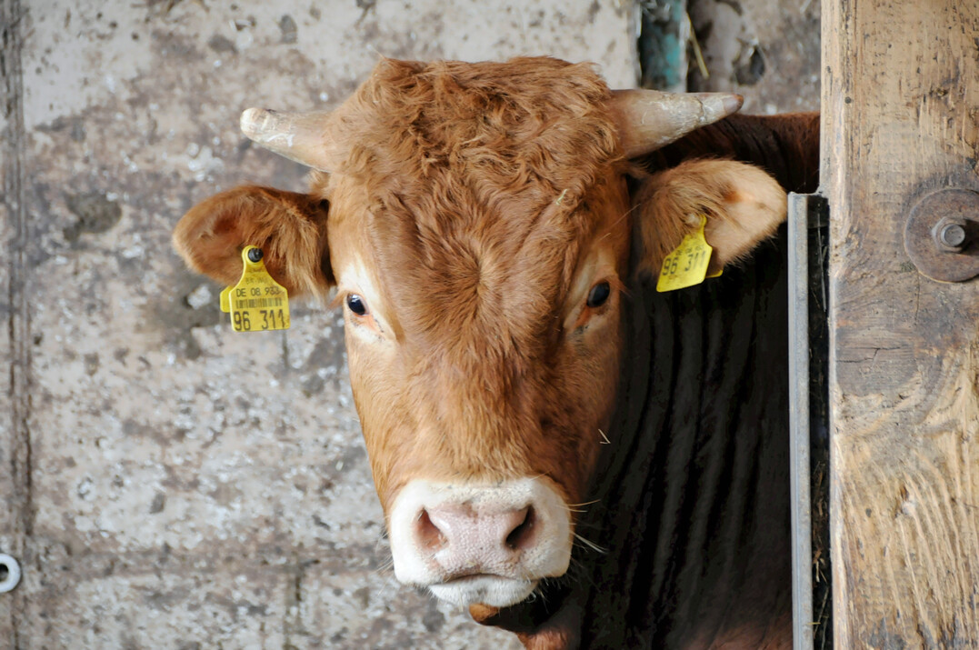 1 Das anhaltende Preishoch für Mastbullen eröffnet Betrieben in Baden-Württemberg neue Chancen. Allerdings dürften die Anforderungen an die Haltung der Tiere weiter steigen.