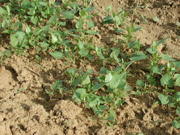 Windenkn�terich in kleinen R�ben