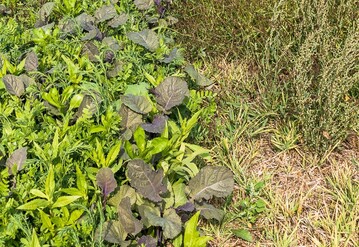 Ein konkurrenzkr�ftiger Zwischenfruchtbestand kann Unkr�uter effektiv unterdr�cken.&nbsp; 