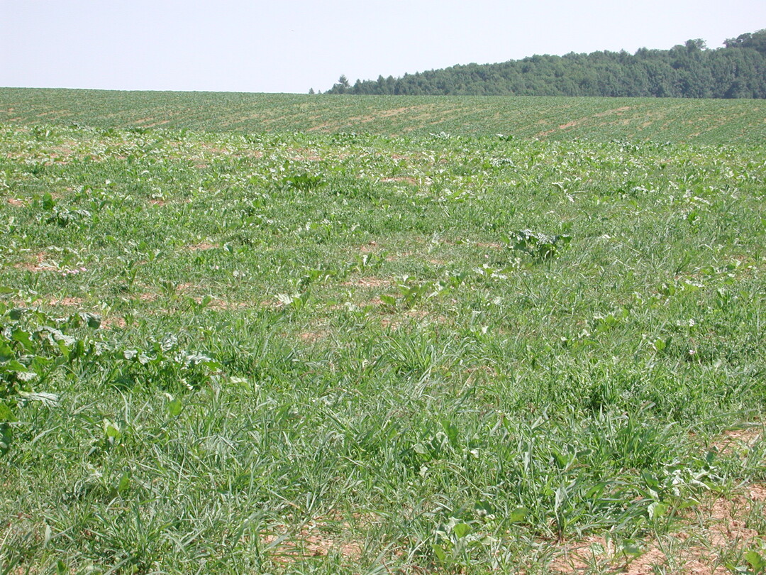 Zuckerrüben werden im Jugendstadium von Unkräutern/Gräsern schnell unterdrückt, deshalb muss der Herbizideinsatz im Keimblattstadium der Schadpflanzen erfolgen.