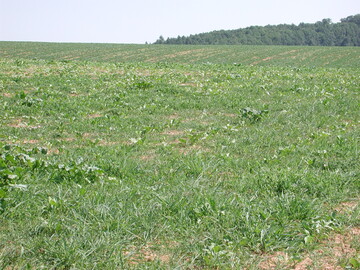 Zuckerr�ben werden im Jugendstadium von Unkr�utern/Gr�sern schnell unterdr�ckt, deshalb muss der Herbizideinsatz im Keimblattstadium der Schadpflanzen erfolgen.