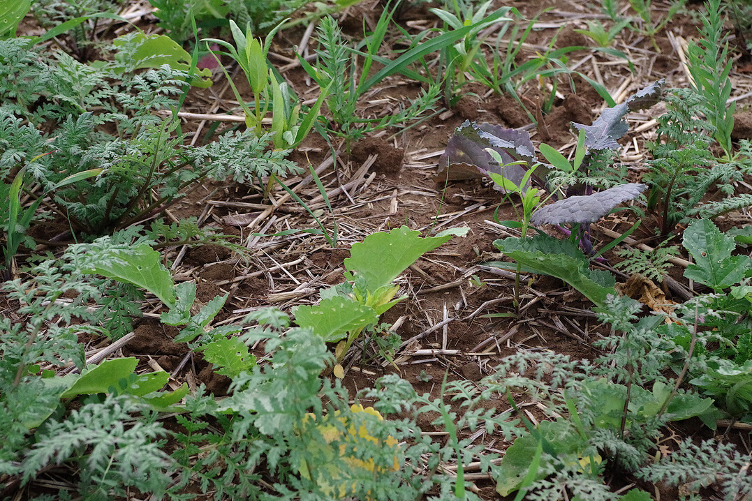 Damit Privatanbieter Landwirten für den Humusaufbau einen Klimanutzen attestieren können, muss die Zertifizierung sehr umfassend sein.