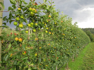 Schmale Obstreihen bilden eine geschlossene Fruchtwand. Die Früchte färben besser aus und reifen einheitlicher.