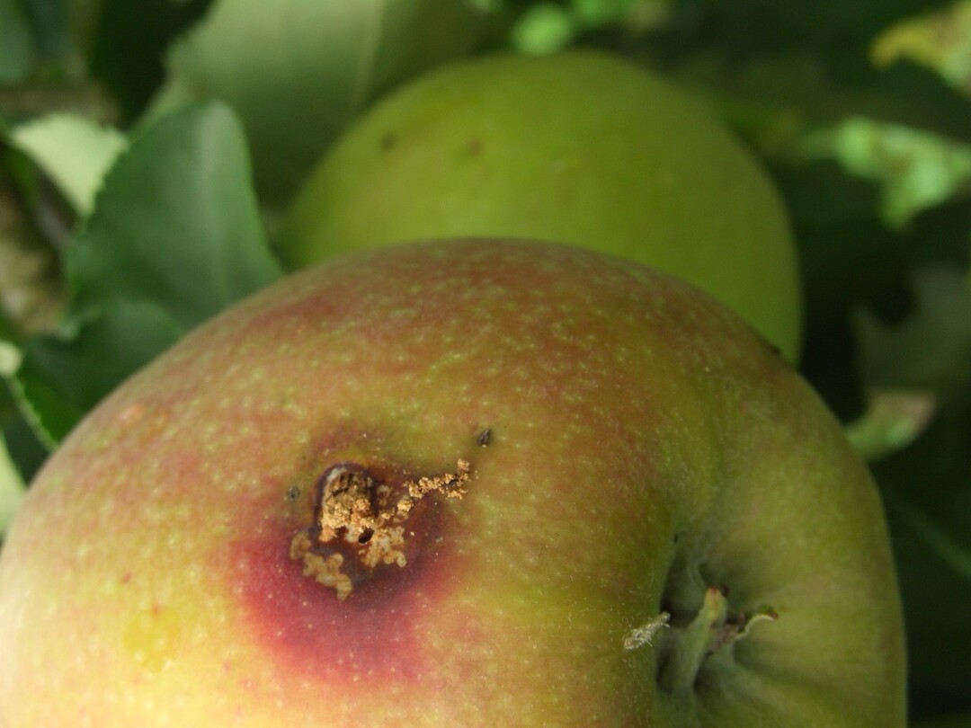 Der Klimawandel beschert dem Apfelwickler deutlich bessere Entwicklungsbedingungen. Durch die h�heren Temperaturen im Fr�hsommer hat sich der Flugzeitraum deutlich verl�ngert, was seinen Populationsaufbau beg�nstigt. Befallene Fr�chte sind nicht vermarktbar.