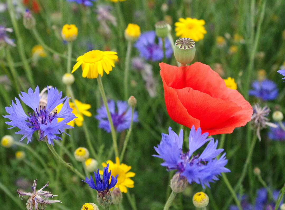 Besondere Umweltaktionen wie Blühstreifen können sich für den Preis bewerben.