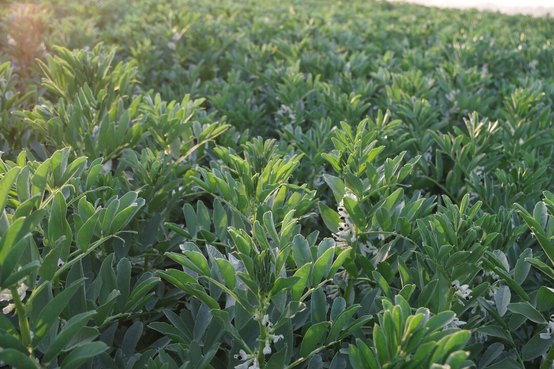 Damit der Bestand sch�n und gleichm��ig aufgeht, muss man die Unkrautbek�mpfung im Griff haben.