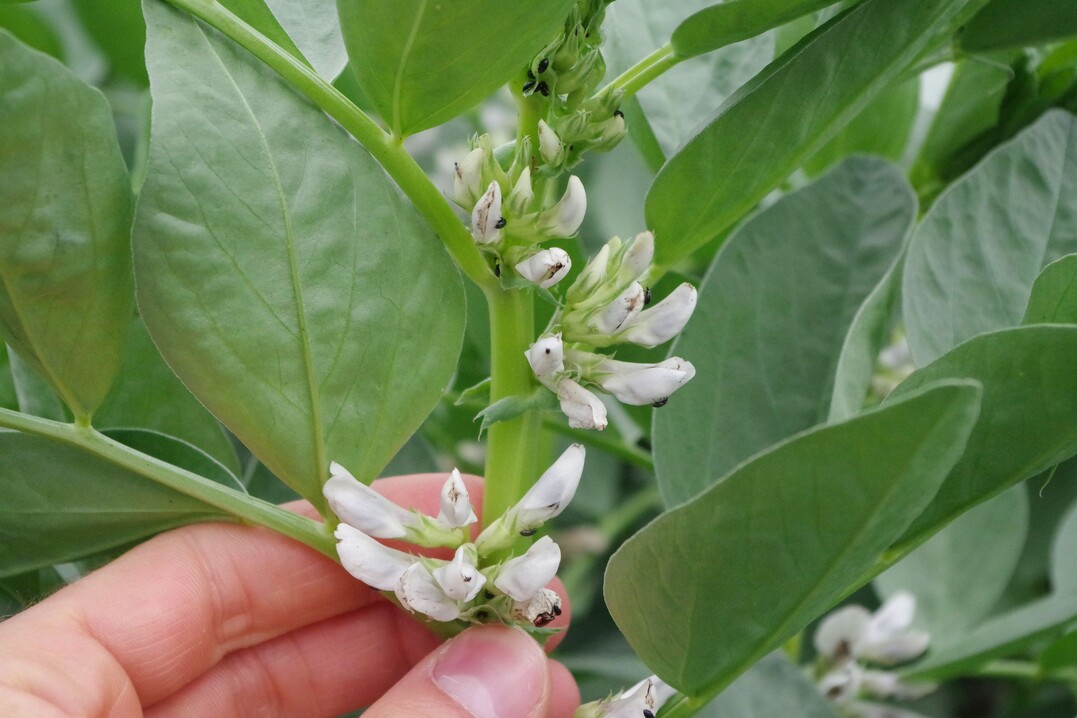 Die Best�nde waren �berwiegend gesund. Pilzkrankheiten traten aufgrund der Trockenheit nur in sehr geringem Ma�e auf.