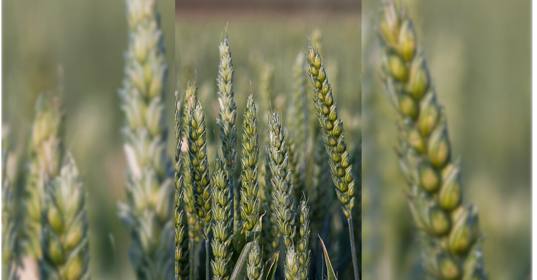 Bei der �hrenbehandlung ist die richtige D�sentechnik ein entscheidender Baustein f�r den Erfolg.