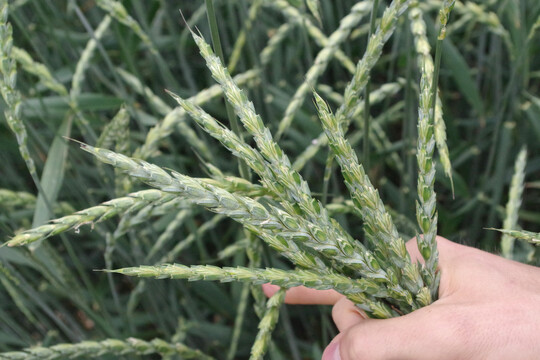 Der Dinkel konnte Gewitterniederschläge im Versuch 2018 selten in Ertrag umsetzen, war ertraglich im Vorjahresvergleich aber trotzdem relativ stabil.