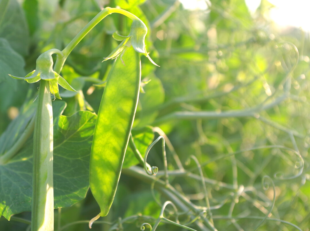 Der Erbsenwickler ist noch einfach zu sehen, gegen einen Befall mit Nanoviren muss man die Pflanzen schon genau auf Blattläuse kontrollieren. Der Bestand im Bild ist bisher noch gut weggekommen.