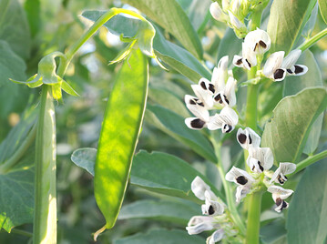 Legumiosen vermarkten - aber wohin? Eine neue Online-Karte sammelt vermarkter und verschafft einen Überblick.
