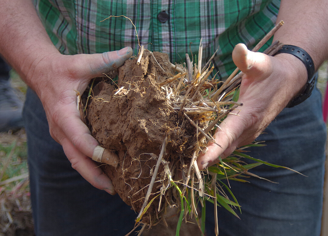 Wegen des trocken-heißen Wetters werden Herbizide im Boden nur langsam abgebaut.