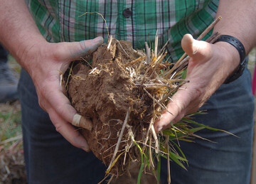 Wegen des trocken-hei�en Wetters werden Herbizide im Boden nur langsam abgebaut.