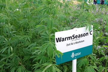 Auch eine Zwischenfrucht-Mischung mit Hanf erprobte die DSV auf den DLG-Feldtagen.