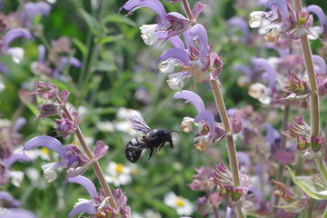 Eine Holzbiene ist ein seltener Anblick - wie lassen sich mehr n�tzliche Insekten auf den Hof locken?