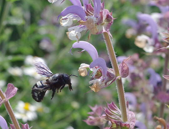 Eine Holzbiene bliegt Blumen auf einem Bl�hstreifen an.