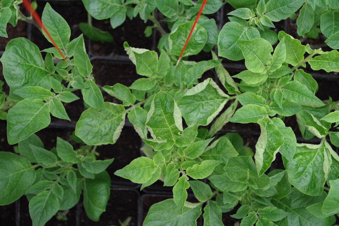 Mit molekularen Markern l�sst sich schon bei kleinen Pflanzen erkennen, ob sie ein Resistenzgen gegen Krautf�ule tragen. So muss man nicht jede Pflanze aufziehen und infizieren, um herauszufinden, ob das Resistenzgen vorhanden ist.