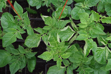 Mit molekularen Markern l�sst sich schon bei kleinen Pflanzen erkennen, ob sie ein Resistenzgen gegen Krautf�ule tragen. So muss man nicht jede Pflanze aufziehen und infizieren, um herauszufinden, ob das Resistenzgen vorhanden ist.