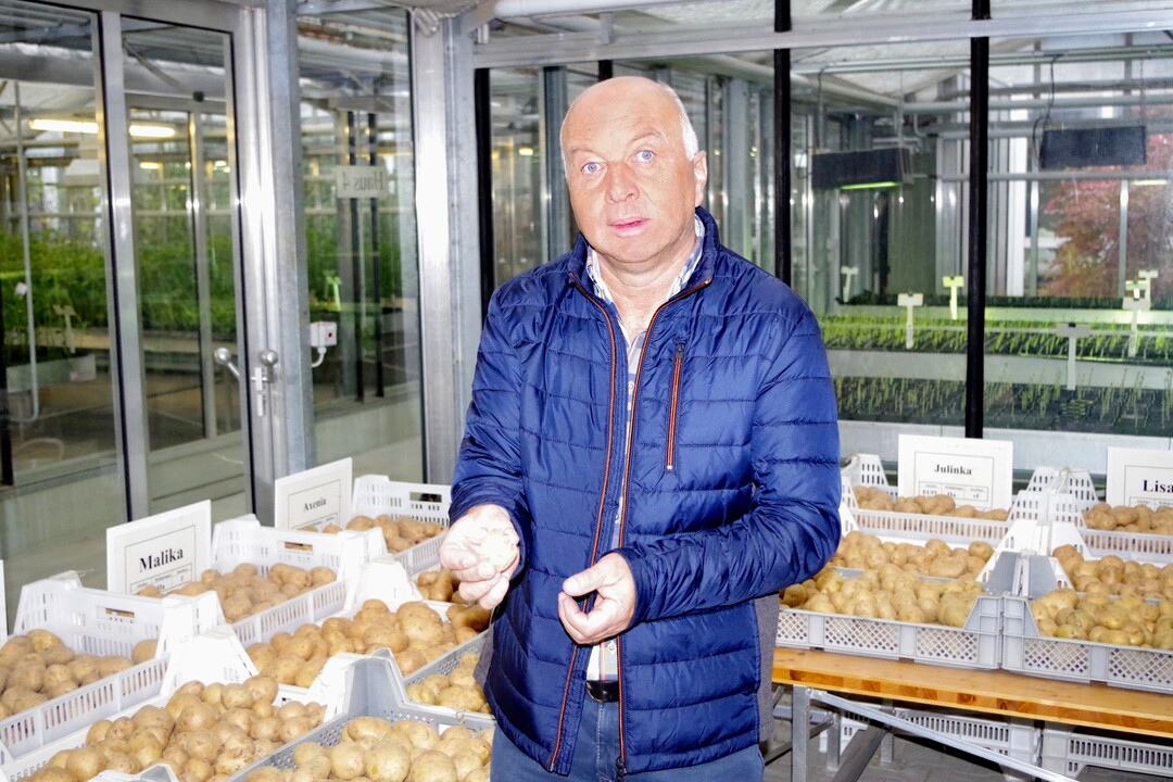 Hans-J�rgen Me�mer riet dazu, auf eine Stickstoffgabe nach der Kartoffelbl�te dringend zu verzichten. Sonst komme es zu Zwie- oder Kettenwuchs der Knollen.