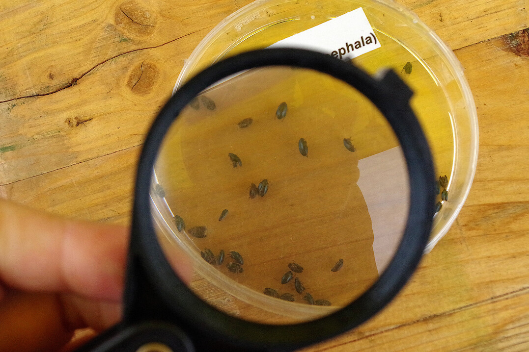 Beizen bieten aktuell keinen sicheren Schutz. Die Bestände müssen deshalb, auch wenn gebeiztes Saatgut zur Aussaat kam, regelmäßig auf Lochfraß durch Erdflöhe kontrolliert und mit Gelbschalen überwacht werden.