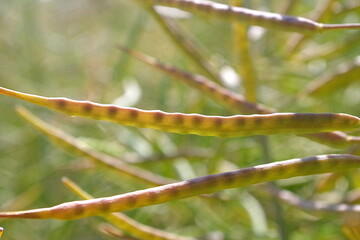 Aktuell reifen die Samen noch - bis zur Ernte k�nnte sich der Markt laut Rapool-Gesch�ftsf�hrer Dietmar Brauer stabilisiert haben.