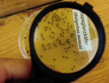 Wenn in den Gelbschalen zusätzlich viele Rapsglanzkäfer gefangen werden, ist bevorzugt Trebon 30 EC (Pyrethroid der Klasse I) anzuwenden.