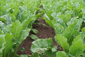 R�benbl�tter gilt es gegen Cercospora-Blattflecken zu sch�tzen.