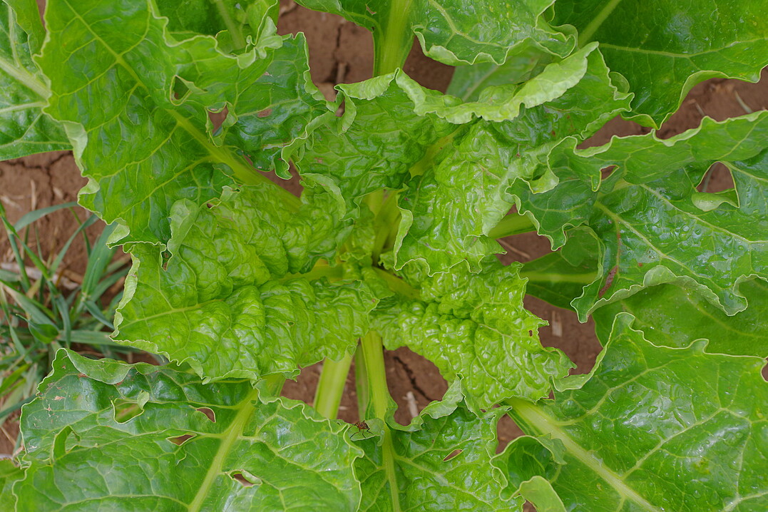 Gesunde R�benbl�tter.