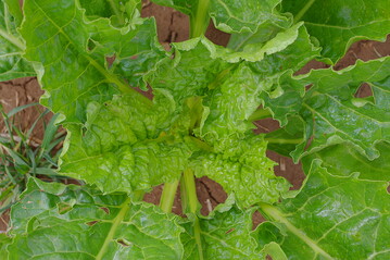 Gesunde R�benbl�tter.