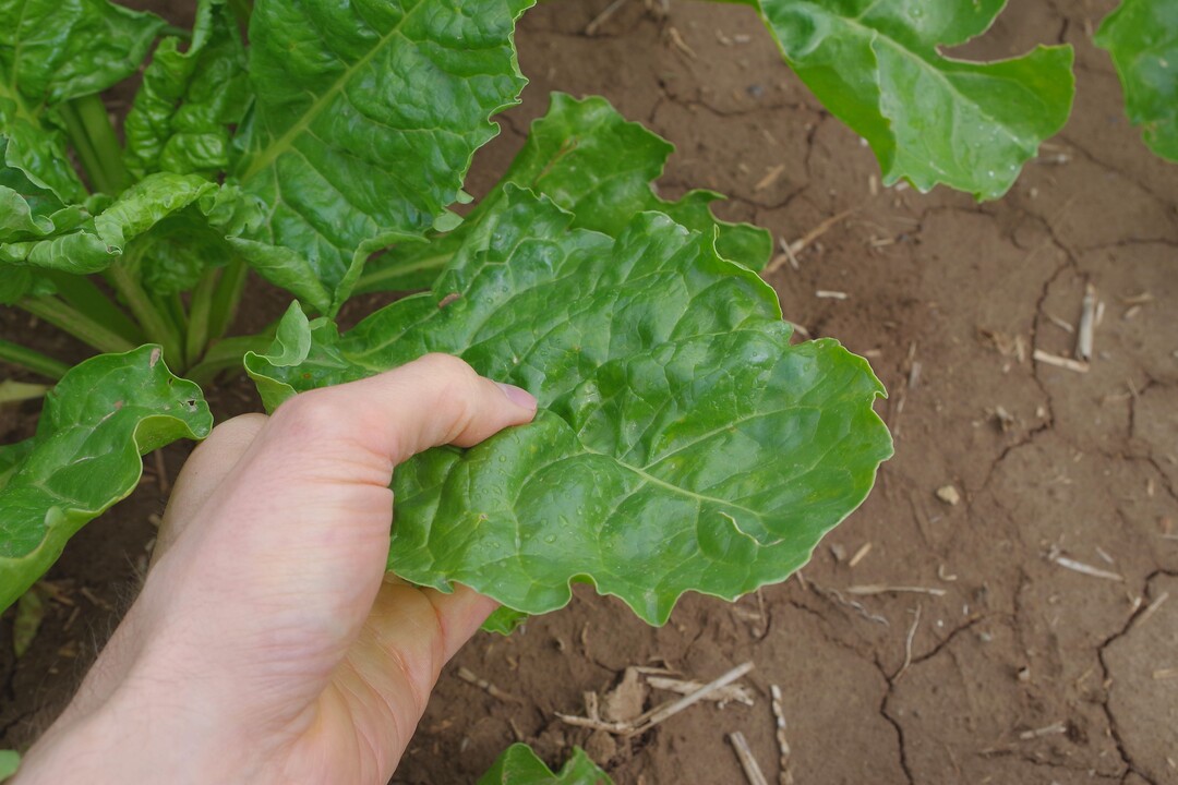 Damit die Rüben sspäter in der Vegetation gut dastehen, benötigen sie einen angemessenen Schutz - vor allem während der Jugendentwicklung.