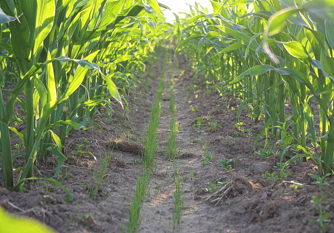 Blattfr�chte k�nnen die Fruchtfolge bereichern, stellen aber Herausforderungen beim Erosionsschutz.