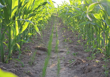 Blattfr�chte k�nnen die Fruchtfolge bereichern, stellen aber Herausforderungen beim Erosionsschutz.