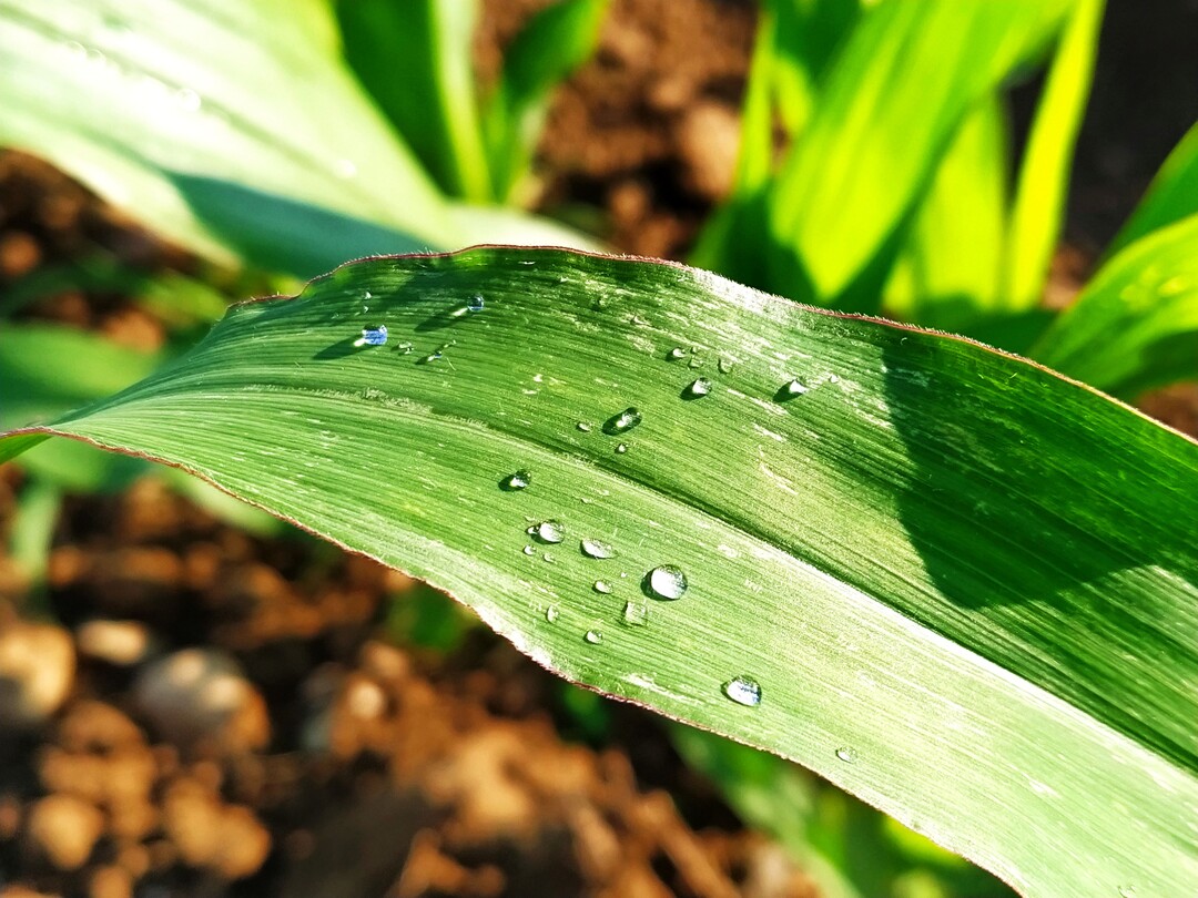 Im Dürrejahr 2018 gab es in Süddeutschland, vor allem im Süden Bayerns, beim Mais sogar Ertragszuwächse zu beobachten. Zumeist seien die besten Erträge in Dürrejahren aber dort erzielt worden, wo üblicherweise nicht so intensiv Mais angebaut wird.