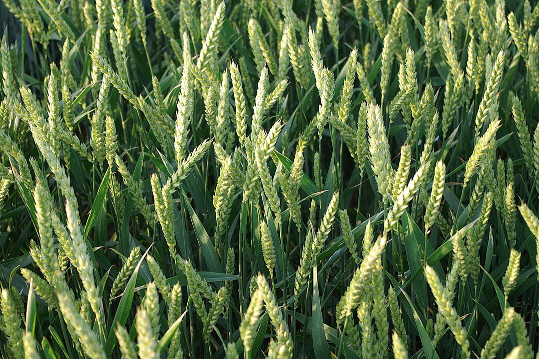 „Den Ertrag alter Liniensorten können moderne Hybride mit 100 kg N je ha weniger erreichen“, kommentierte Stahl.