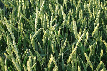 �Den Ertrag alter Liniensorten k�nnen moderne Hybride mit 100 kg N je ha weniger erreichen�, kommentierte Stahl.