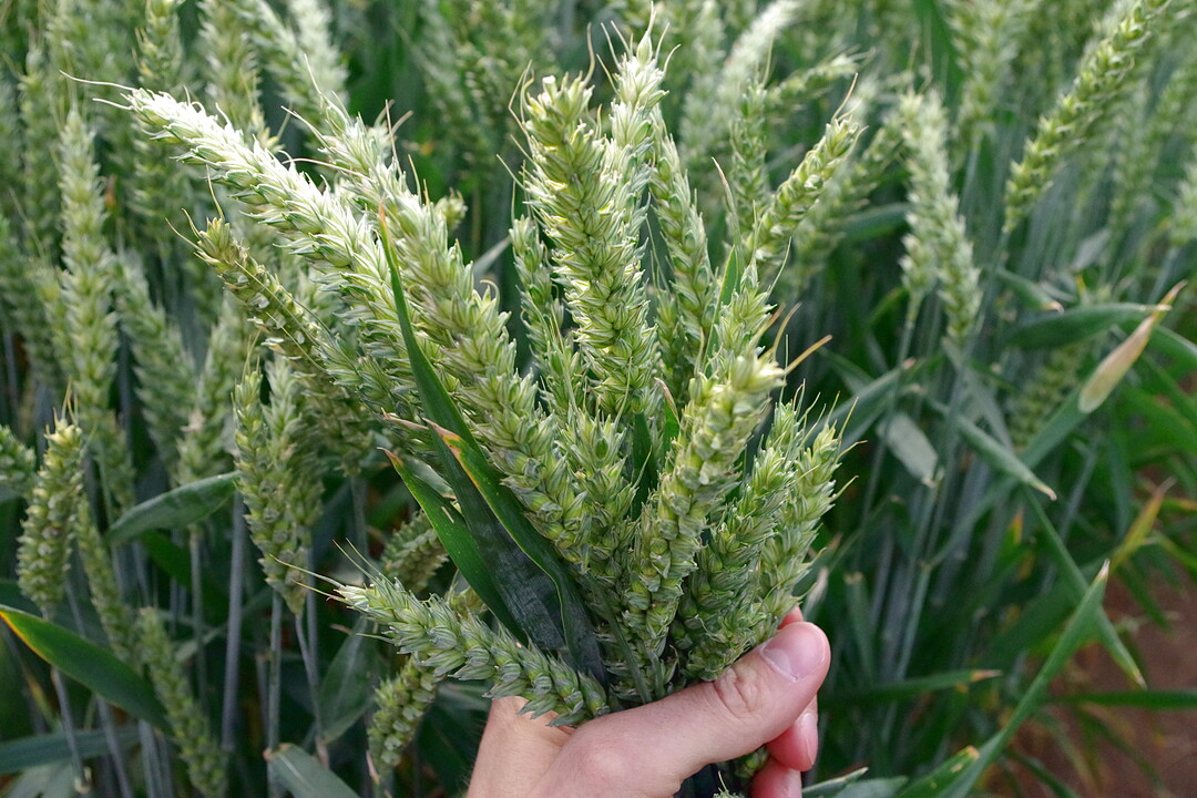 Die RAGT setzt unter anderem auf Weizen, Triticale und Gerste.