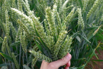 Die RAGT setzt unter anderem auf Weizen, Triticale und Gerste.