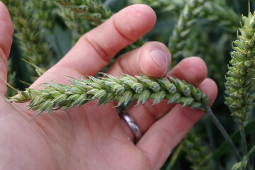 Gesunde �hren sind wichtig - im Falle eines kalten Winters entscheidet aber auch die Winterh�rte einer Weizensorte dar�ber, wie gut der Bestand ins Fr�hjahr startet.