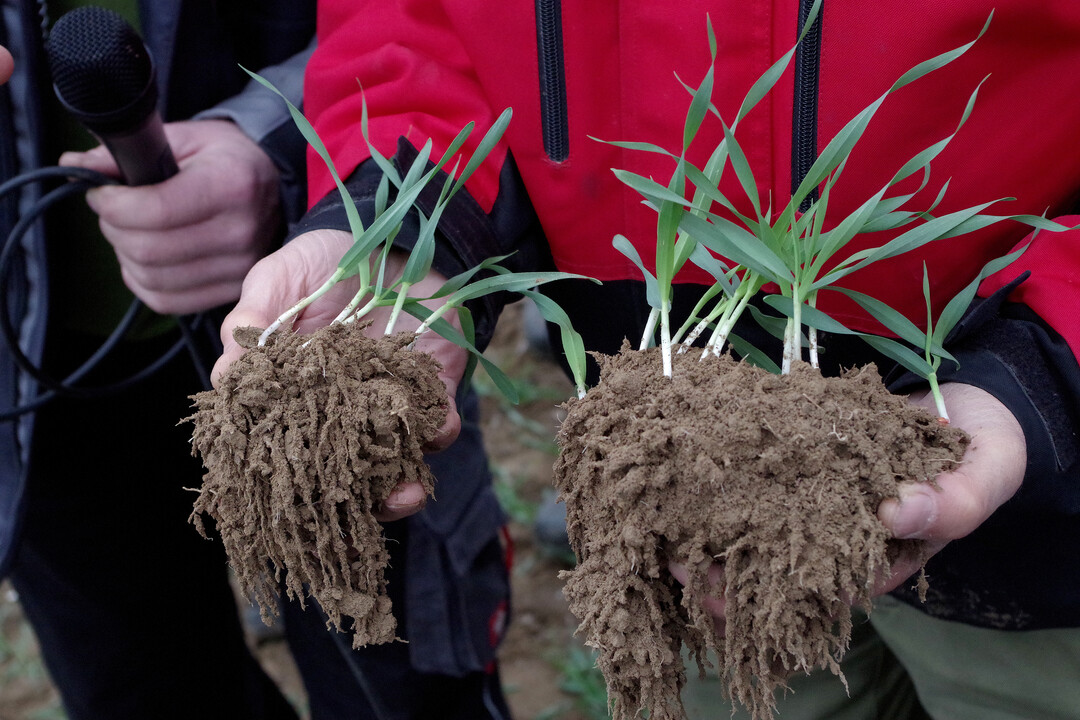 Einige Pilzarten umflechten Wurzeln oder wachsen direkt in die Wurzel einer Kultur ein. Sie vergr��ern die Wurzeloberfl�che und liefern der Pflanze im Tausch gegen Zucker N�hrstoffe, die f�r die Pflanze sonst kaum verf�gbar sind.