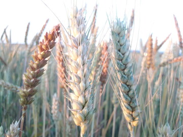 In vielfältigen Beständen können sich Pflanzen gegenseitig ergänzen.