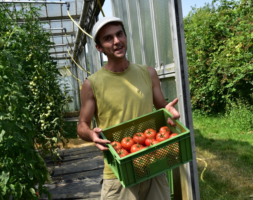 60 Gem�sekulturen wachsen in der Gem�seg�rtnerei Querbeet. Hier pr�sentiert Betriebsleiter Jannis Zentler stolz die alte Tomatensorte �Berner Rose�.