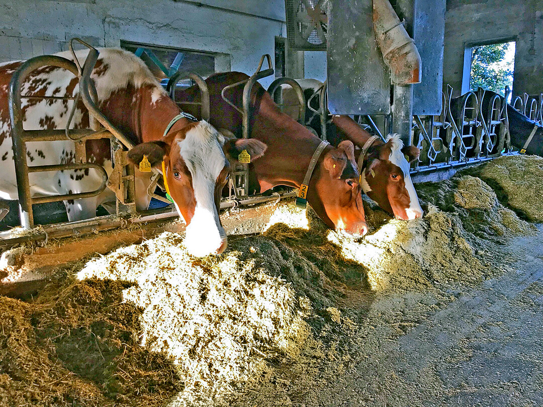 Der Biolandhof baut nahezu das komplette Futter selbst und ausschließlich Futterpflanzen an. Zugekauft werden nur Sojareststoffe und Mineralfutter.