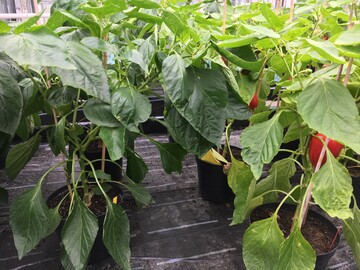 Bei Pflanzenversuchen, hier mit Paprika im Gewächshaus, zeigt sich die Wirkung von Biostimulanzien häufig in stärkerem Wachstum und grüneren Blättern.