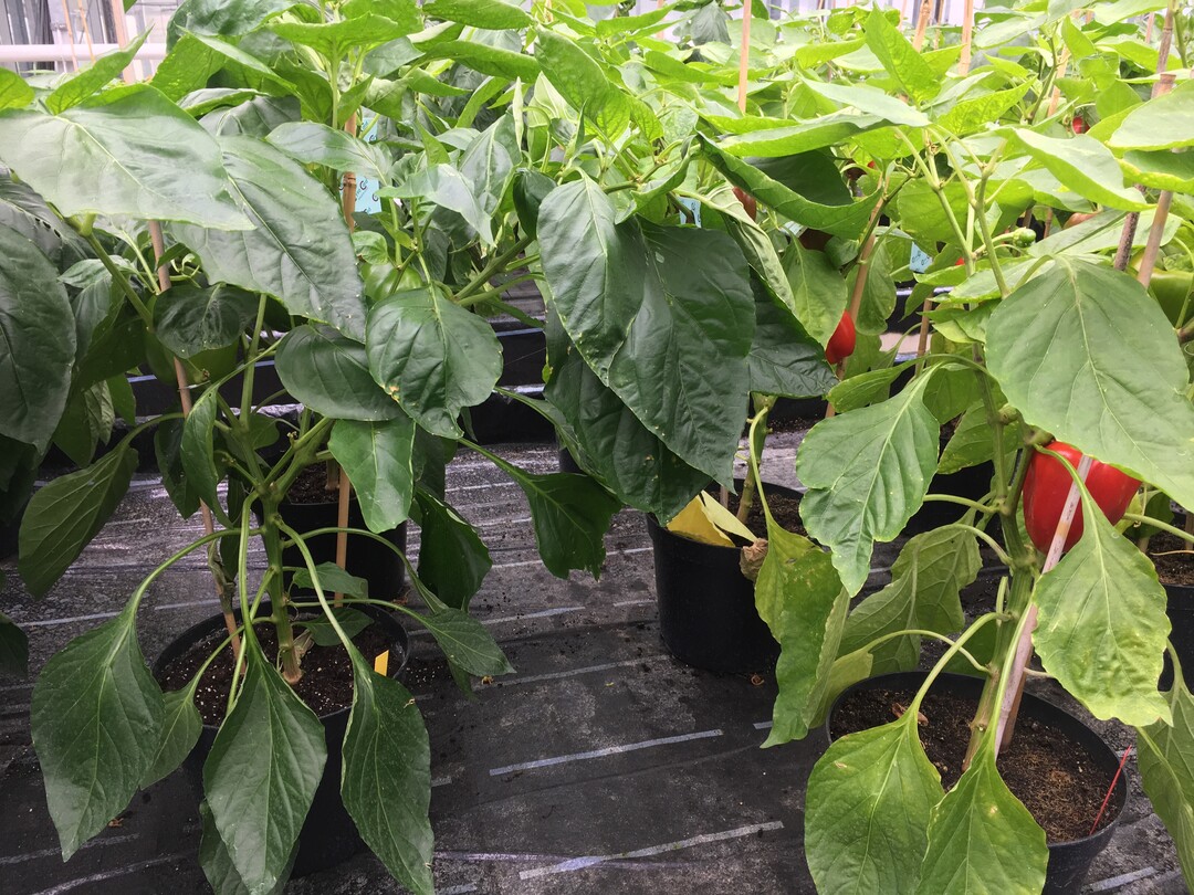 Bei Pflanzenversuchen - hier mit Paprika im Gewächshaus - zeigt sich die Wirkung von Biostimulanzien häufig in stärkerem Wachstum und grüneren Blättern.